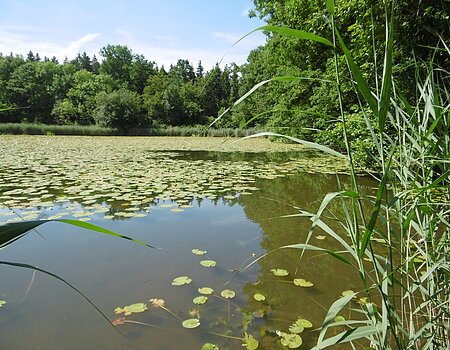 Prälatenweiher bei Mönchsdeggingen