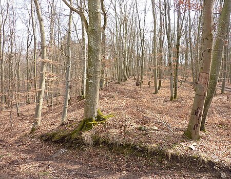 Ringwall am Burgberg bei Heroldingen