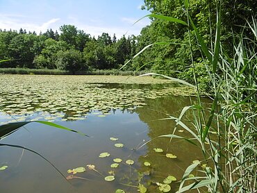 Prälatenweiher bei Mönchsdeggingen