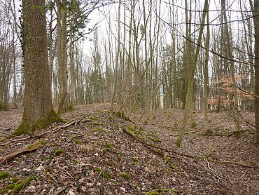 Wallanlage Hochaltingen